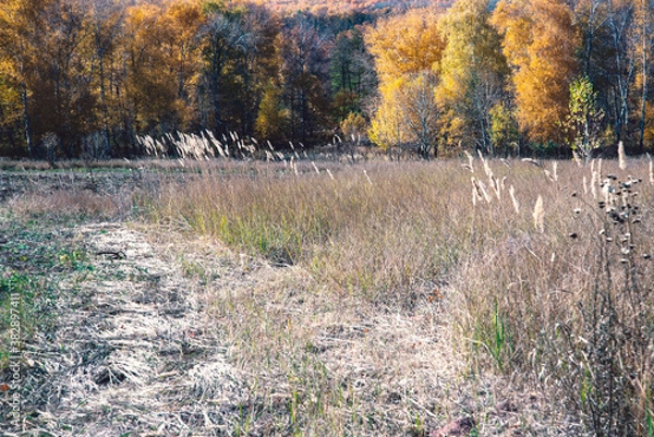 Obraz autumn in the woods