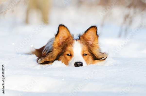 Obraz Border collie młody pies gra zimą