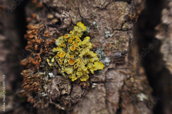 Fototapeta Yellow tree fungus grows on the bark of a tree