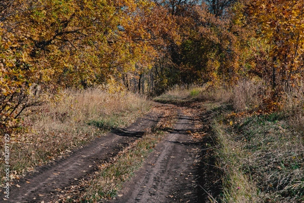 Fototapeta path in autumn forest
