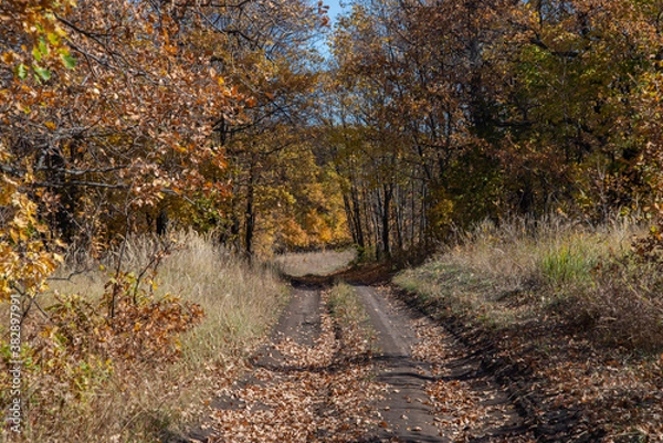 Obraz path in autumn forest