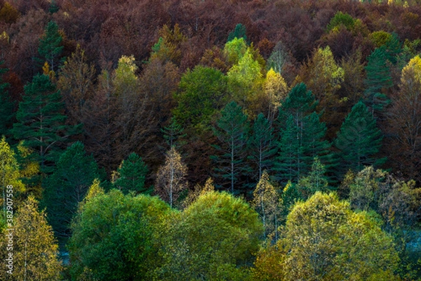 Obraz autumn forest in the mountains
