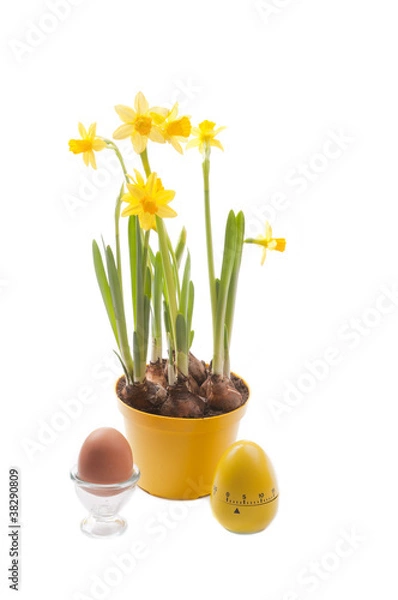 Obraz daffodil with egg for easter