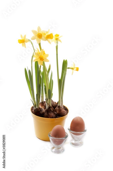 Obraz daffodil with eggs for easter