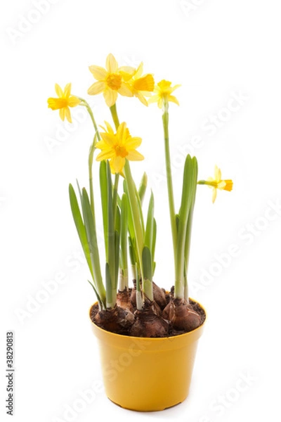 Obraz daffodils isolated