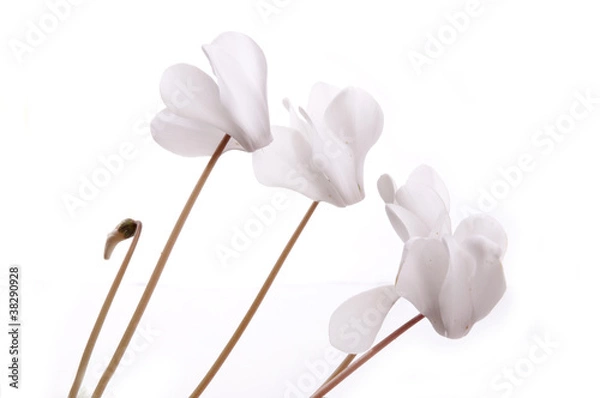 Obraz white flowers isolated on white