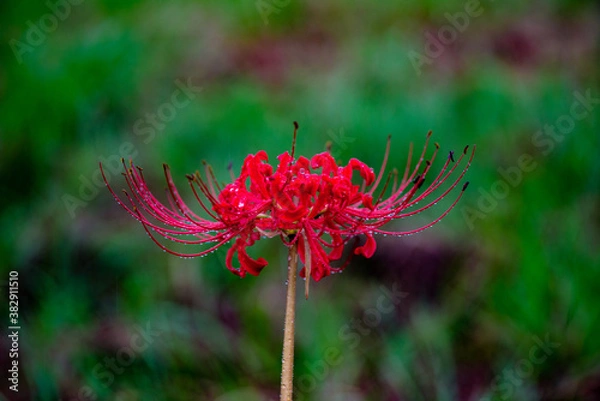 Fototapeta 彼岸花
