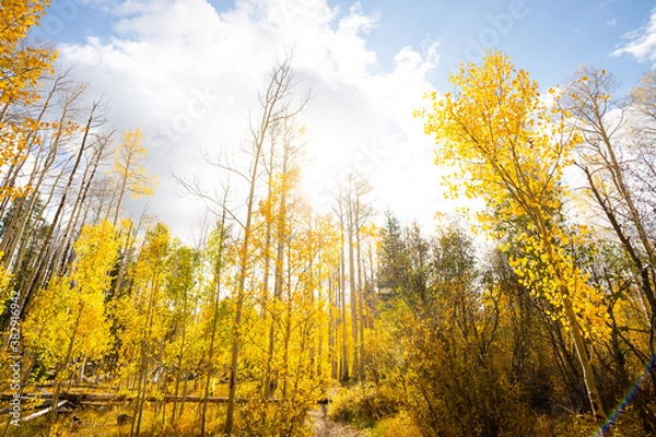 Obraz Looking Up at Yellow Aspen Trees In Colorado During Fall Autumn Season on Bright Sunny Day with Beautiful Blue Sky