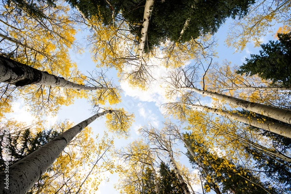 Obraz Looking Up at Yellow Aspen Trees In Colorado During Fall Autumn Season on Bright Sunny Day with Beautiful Blue Sky