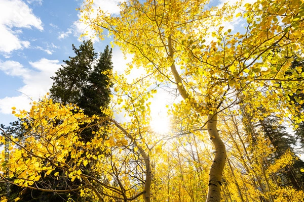 Obraz Looking Up at Yellow Aspen Trees In Colorado During Fall Autumn Season on Bright Sunny Day with Beautiful Blue Sky