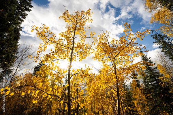 Obraz Looking Up at Yellow Aspen Trees In Colorado During Fall Autumn Season on Bright Sunny Day with Beautiful Blue Sky
