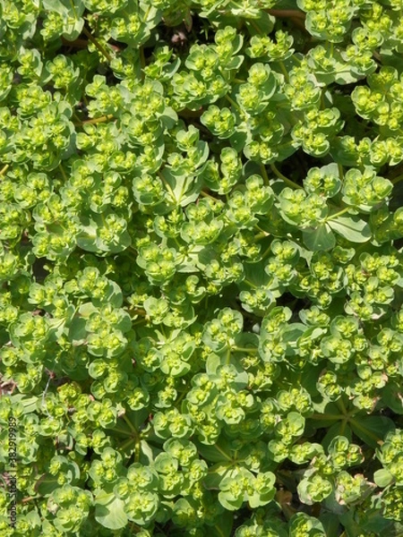 Fototapeta 鮮やかな緑色のトウダイグサ