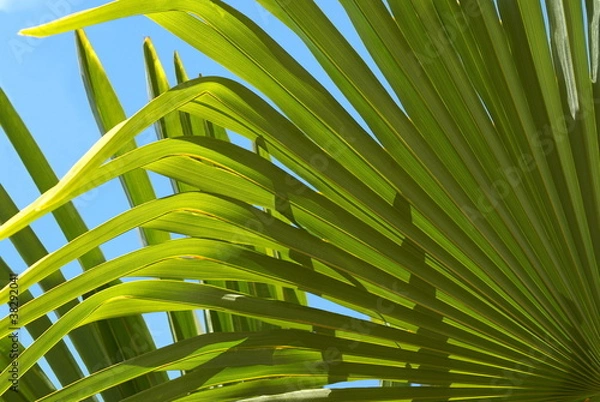 Obraz palmier washingtonia