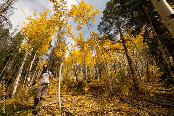 Obraz Active Happy Man Hiking on Trail Looking Up at Yellow Aspen Trees In Colorado During Fall Autumn Season on Bright Sunny Day with Beautiful Blue Sky