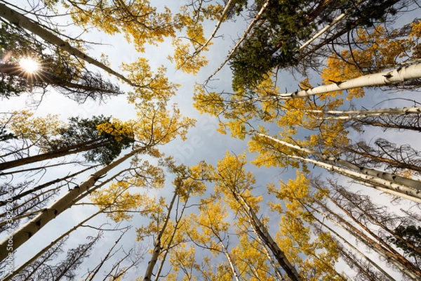 Obraz Looking Up at Yellow Aspen Trees In Colorado During Fall Autumn Season on Bright Sunny Day with Beautiful Blue Sky