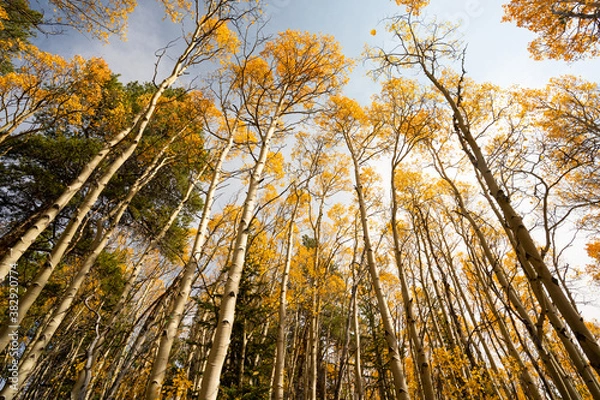 Obraz Looking Up at Yellow Aspen Trees In Colorado During Fall Autumn Season on Bright Sunny Day with Beautiful Blue Sky
