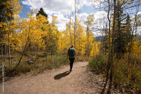 Obraz Active Woman Hiking on Trail Looking Up at Yellow Aspen Trees In Colorado During Fall Autumn Season on Bright Sunny Day with Beautiful Blue Sky
