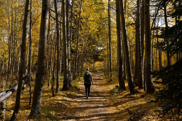 Obraz Active Woman Hiking on Trail Looking Up at Yellow Aspen Trees In Colorado During Fall Autumn Season on Bright Sunny Day with Beautiful Blue Sky