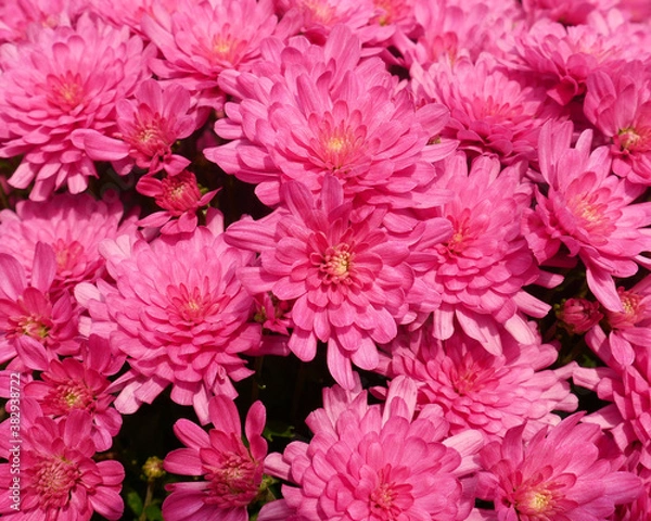 Obraz A field of pink mums blooming in early fall
