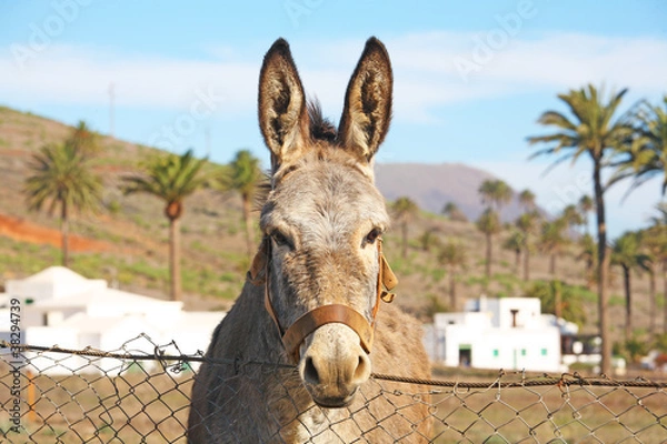 Obraz Osioł na Lanzarote