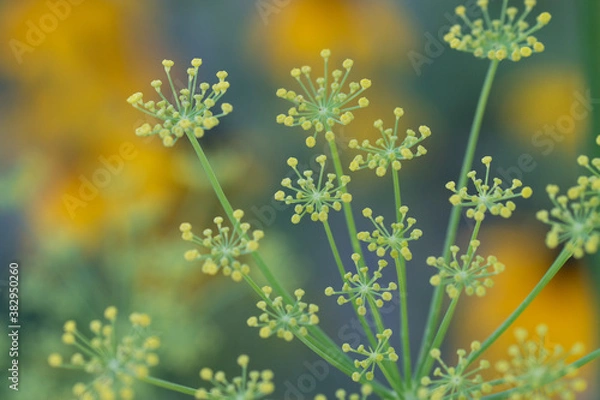 Obraz Dill plant macro yellow and blue