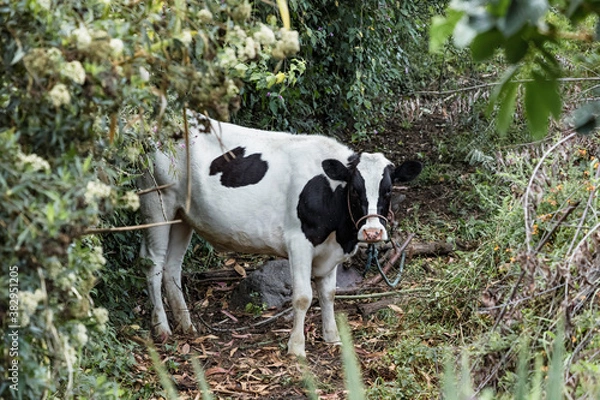 Obraz white cow with black