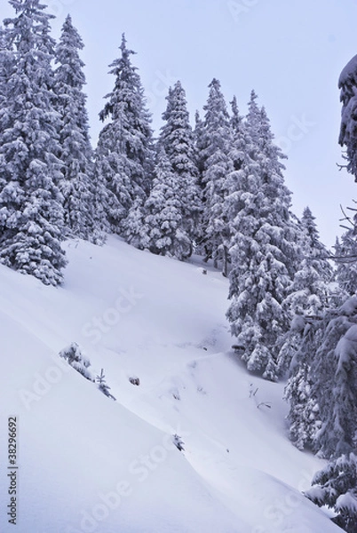 Obraz Winter forrest