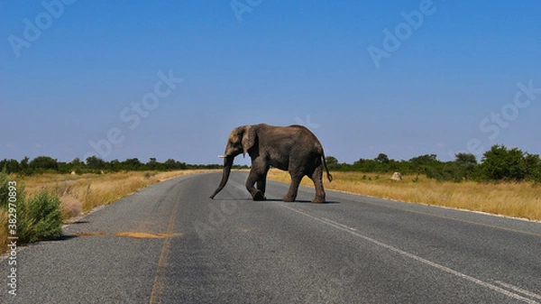 Obraz Duży pojedynczy słoń afrykański (loxodonta) z kłami z kości słoniowej przecinający główną drogę między Kasane i Nata na pustyni Kalahari, Botswana, Afryka.