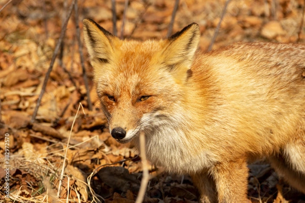 Fototapeta A fox among dry autumn grass at Cape Tobizin on Russian Island in Vladivostok.
