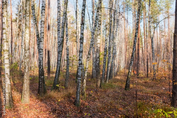 Fototapeta Section of deciduous and conifers forest in late autumn