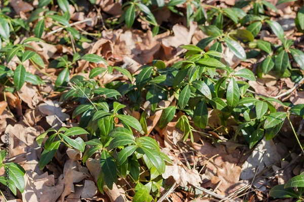 Fototapeta Vinca among last year's fallen leaves in spring forest