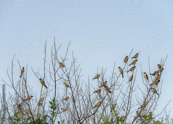 Obraz 枝に止まった雀