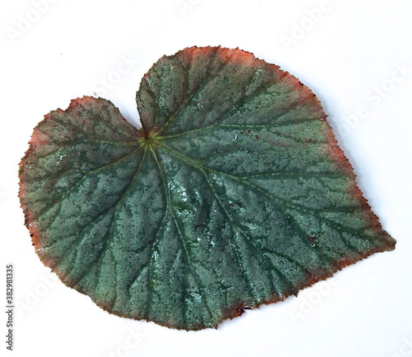 Obraz Green leaf Begonia on white background.