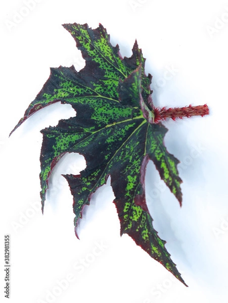 Obraz Green leaf Begonia on white background.