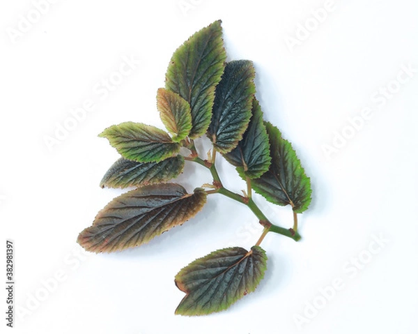 Obraz Green leaf Begonia on white background. 