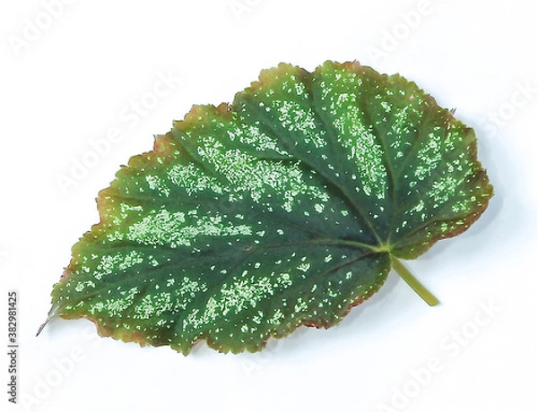 Obraz Green leaf Begonia on white background.