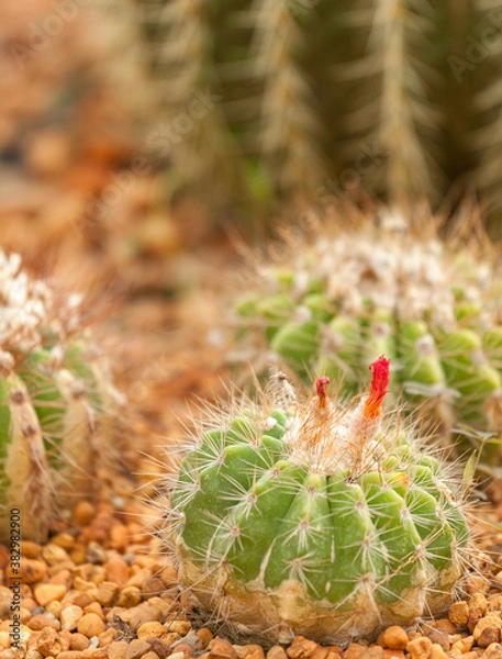 Obraz close up cactus. selective focus and blurred background.