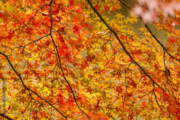 Fototapeta 日本の秋の風景