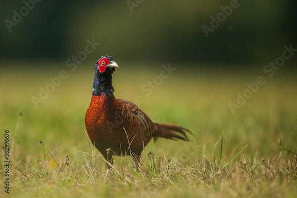 Obraz Ringneck Pheasant (Phasianus colchicus) male