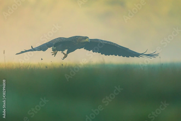 Obraz White tailed eagle (Haliaeetus albicilla)