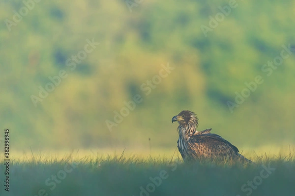 Obraz White tailed eagle (Haliaeetus albicilla)