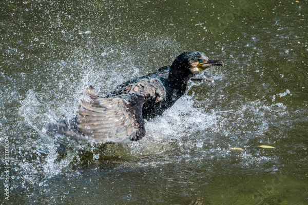 Fototapeta Great Cormorant (Phalacrocorax carbo) on pond