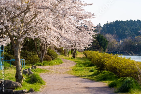 Obraz cherry blossoms