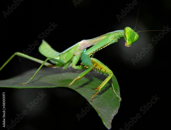 Obraz green praying mantis