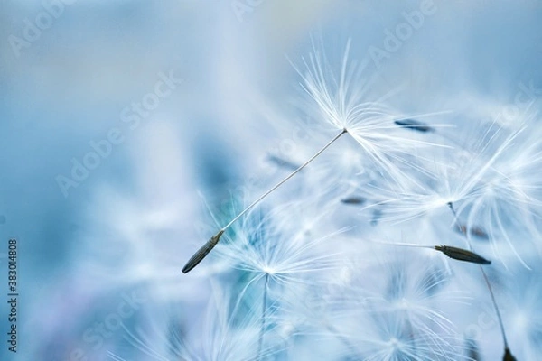 Obraz beautiful dandelion flower seed, abstract and blue background,