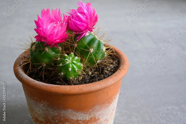 Obraz cactus in a pot
