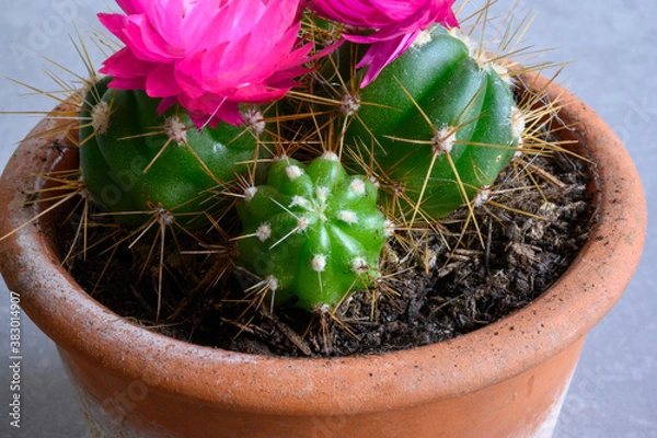 Obraz cactus in a pot