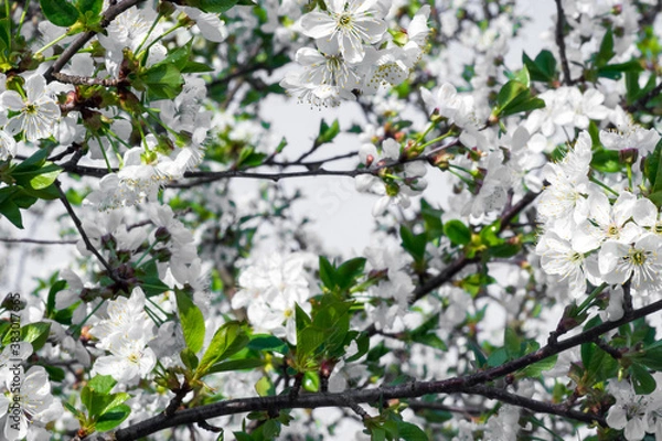 Fototapeta Branches of blossoming apricot macro with soft focus on gentle light blue sky background. For easter and spring greeting cards with beautiful floral spring abstract background of nature