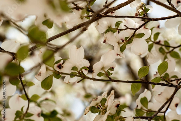 Obraz 白い花、黒い花