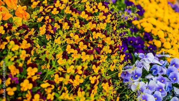 Obraz ダイナミックな自然アート